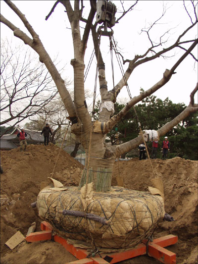 6m20cm 이도한후 자리를 잡은 모습 